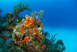 Cayman Islands Scuba Diving Holiday. Little Cayman Dive Centre. Coral Head.
